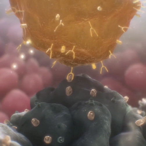 Champalimaud Foundation secures strategic immunotherapy assets and enabling IP to advance next-generation cellular therapies