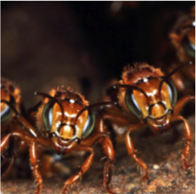 Social Insect Behaviour Workshop