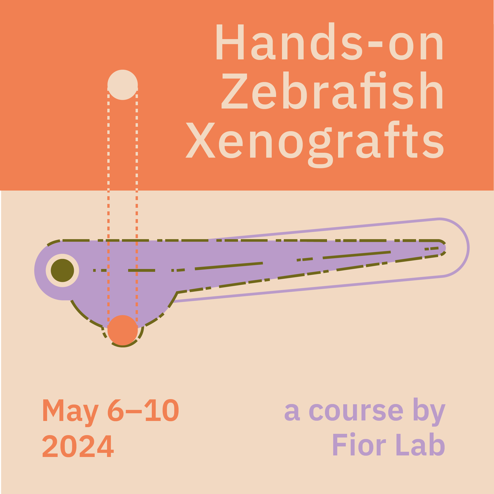 Hands-on course on Zebrafish Xenografts 2024 - 4th edition