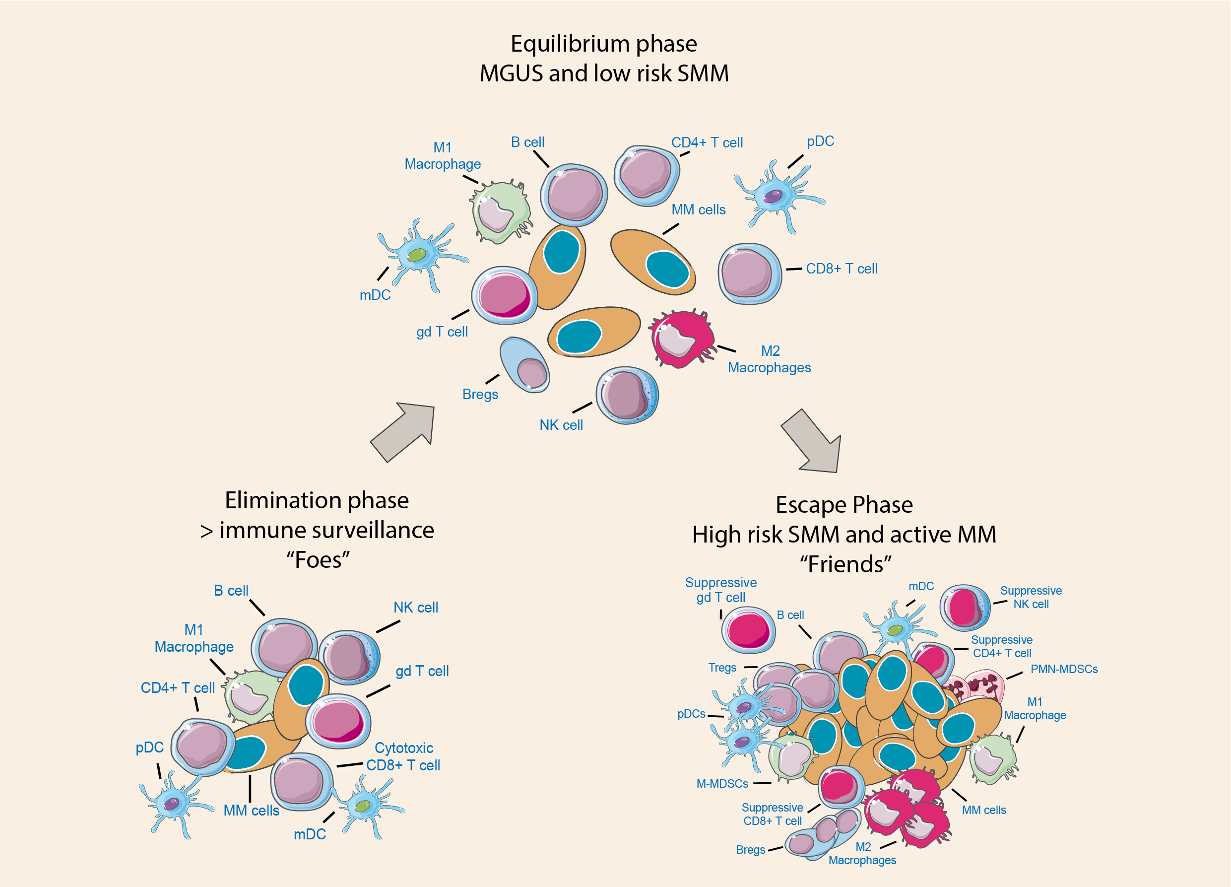 Multiple Mieloma Immune Disruption