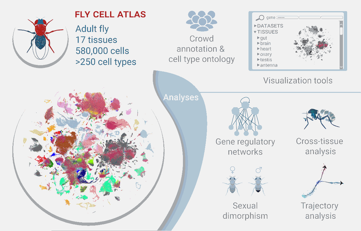 Fruit Fly Atlas