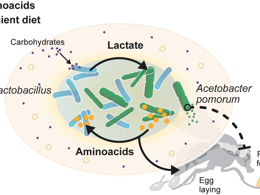 Stronger together in the microbiome