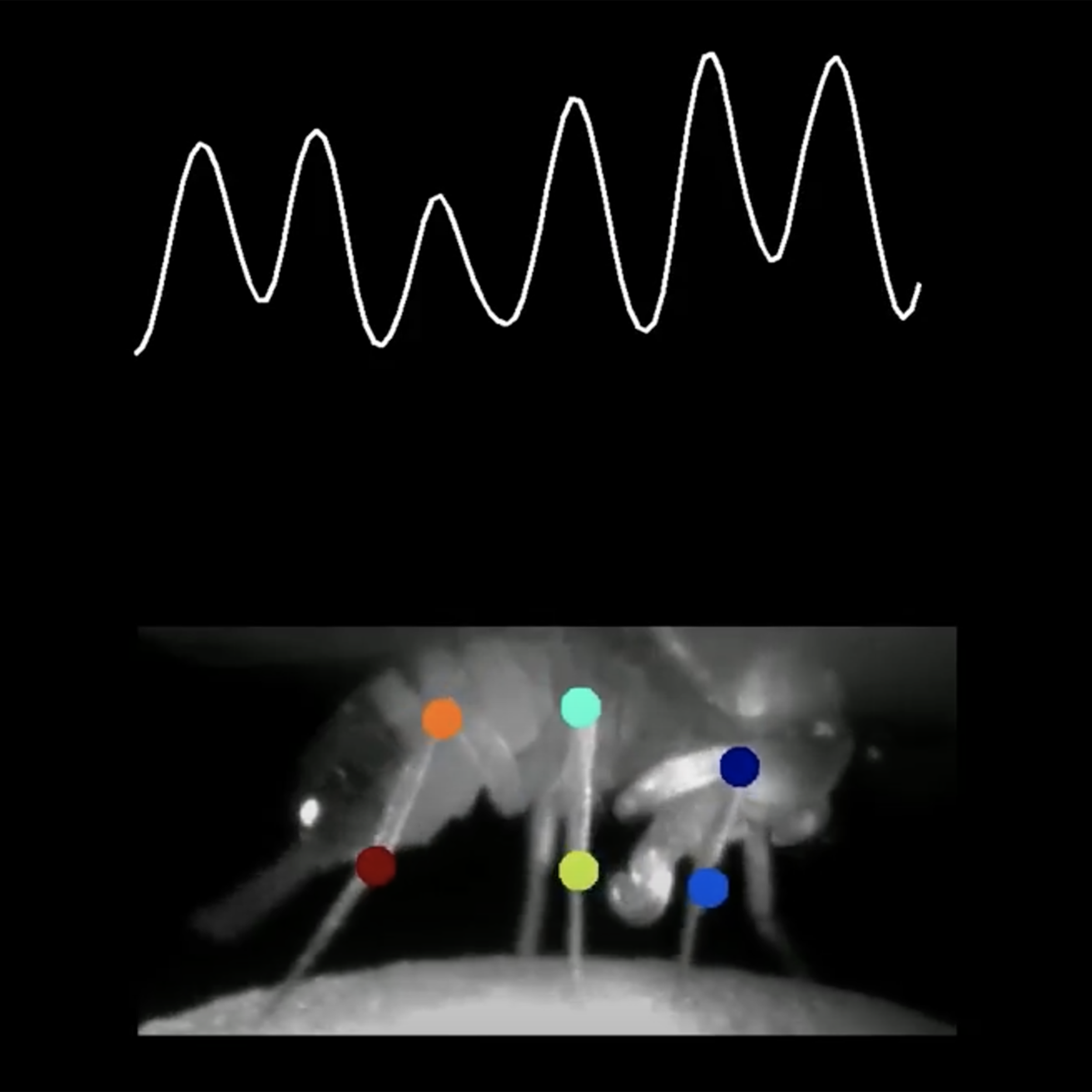 Newly discovered neural network gets visual and motor circuits in sync