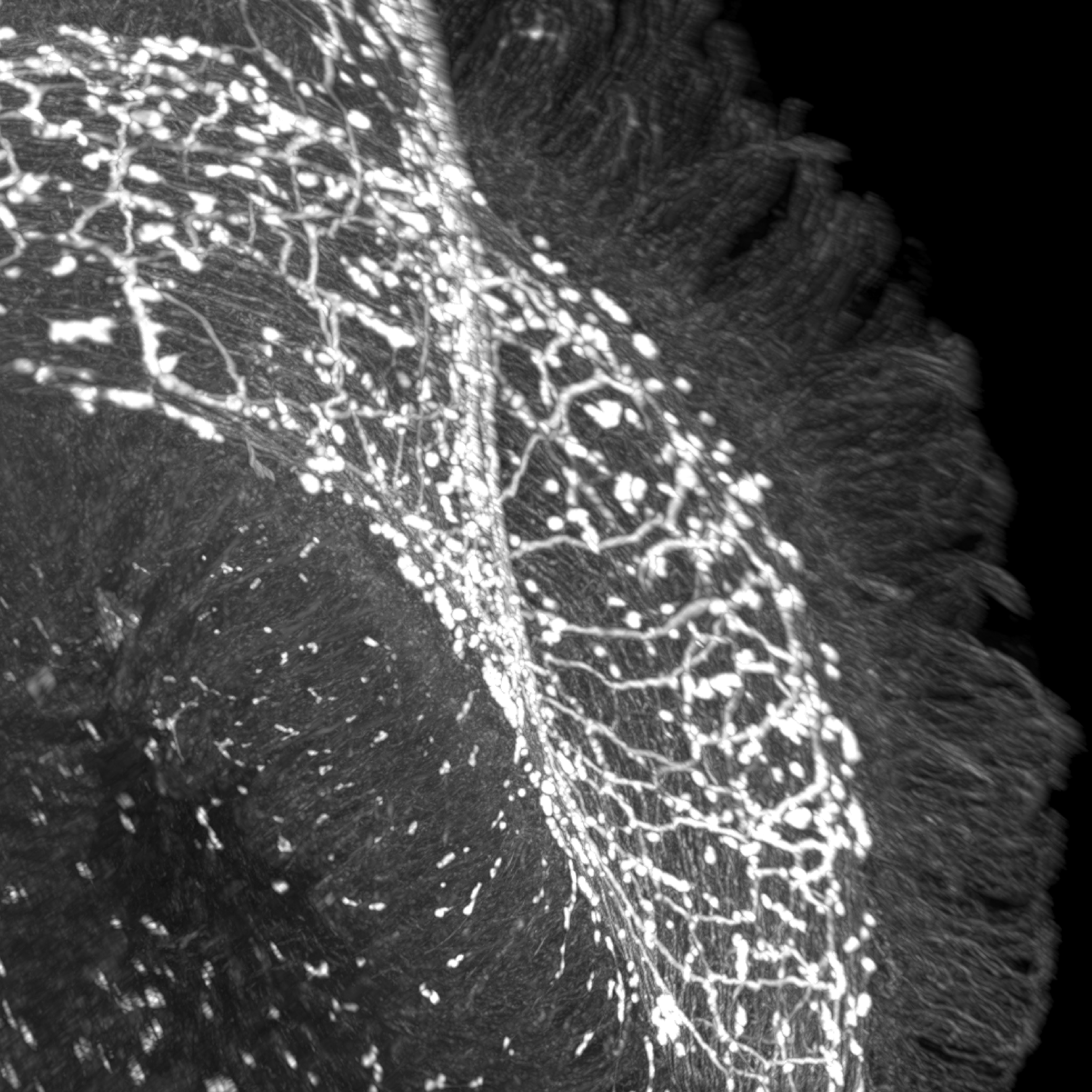 Your Gut’s Railway Switch: How the “Second Brain” Decides Between Attack and Repair