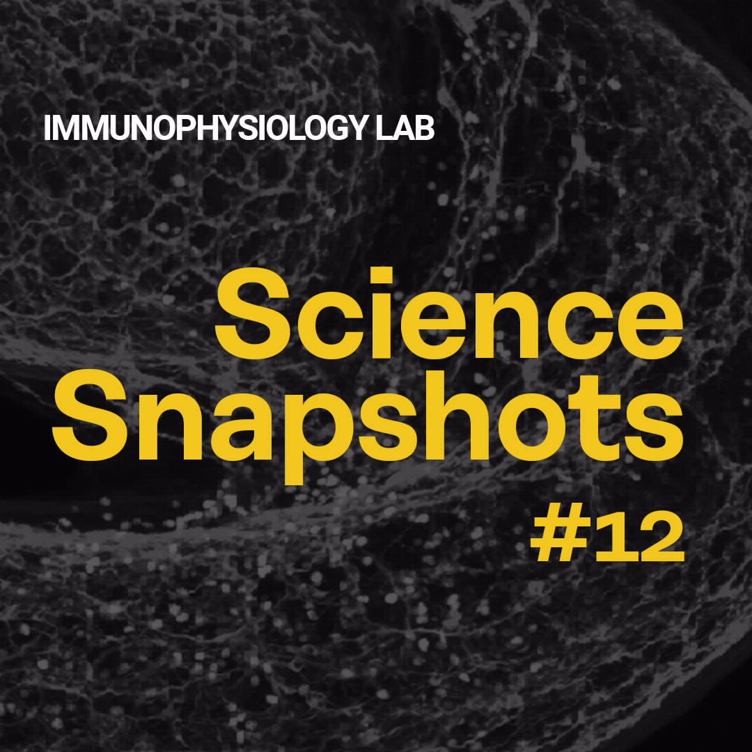 Science Snapshot: Como Interações Neuroimunes Queimam Gordura Visceral 