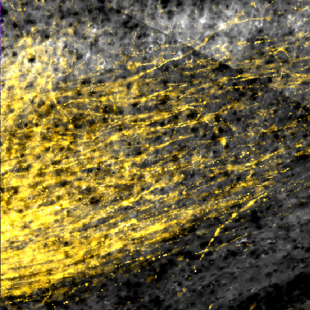 The auditory cortex sends non-visual, non-topographic spatial signals to the visual cortex