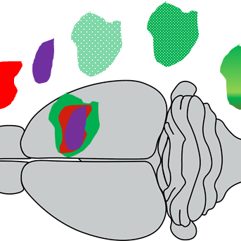 Scientists develop a novel noninvasive MRI methodology that may allow unprecedented level of stroke lesion analysis 