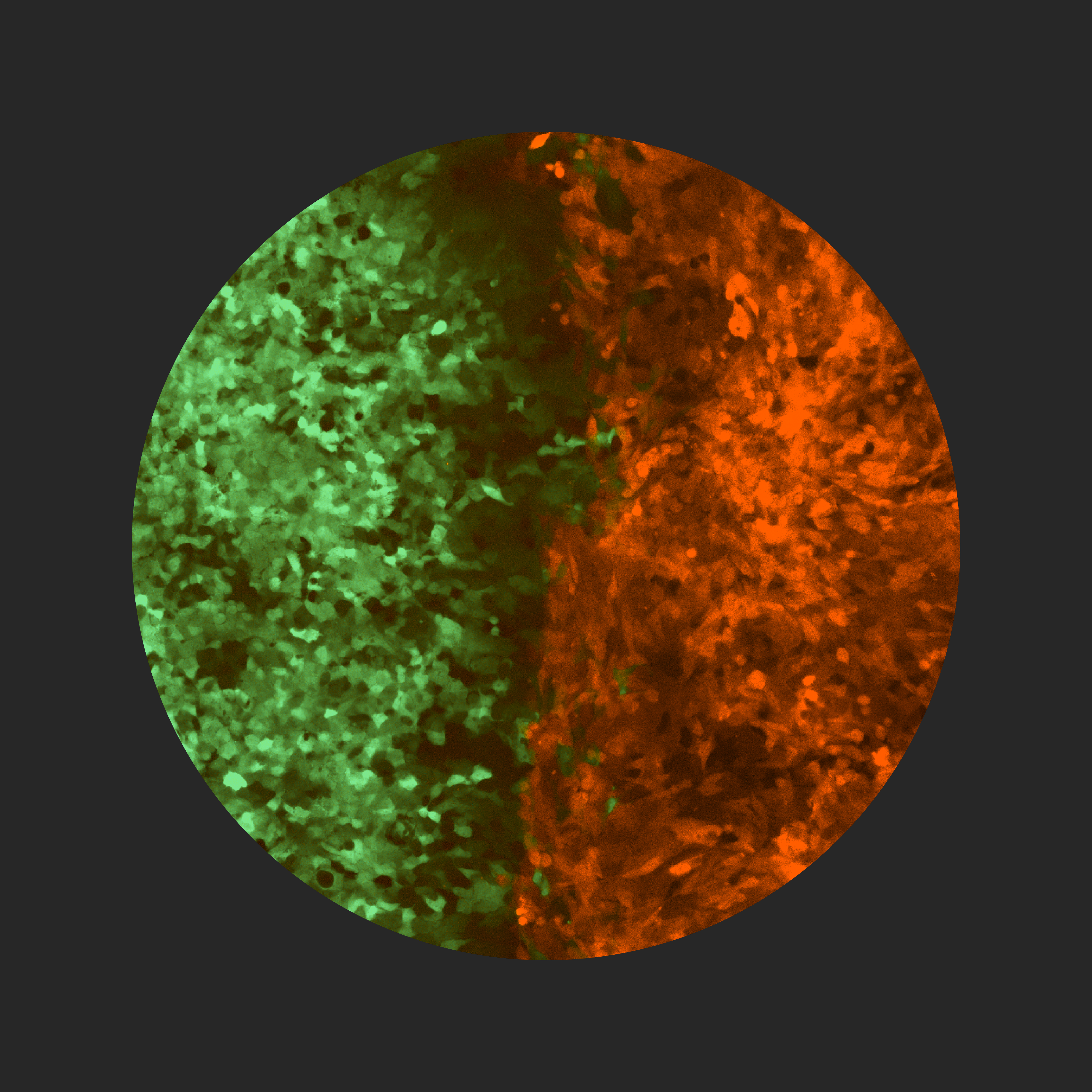 O que é isto? Verde vs Vermelho