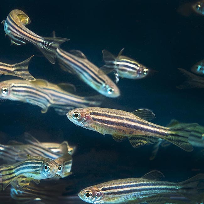Experiências sociais impactam o peixe-zebra desde tenra idade.
