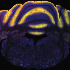 Neural Circuits and Behavior