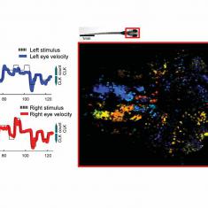 Neural circuits for visuomotor behavior